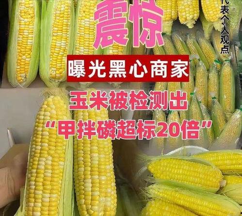 玉米最新爆料,揭秘玉米产业的最新动态与未来趋势