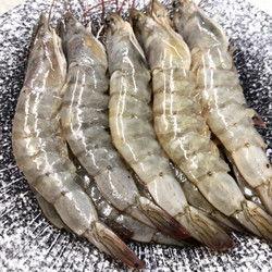 养殖对虾爆料怎么做的视频,视频揭秘高效养殖技巧